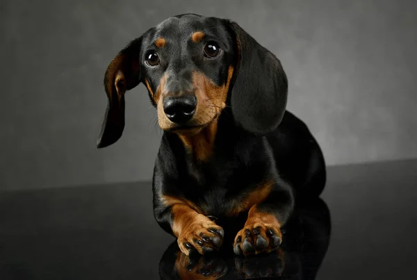 Estúdio Tiro Adorável Dachshund Deitado Olhando Curiosamente — Fotografia de Stock