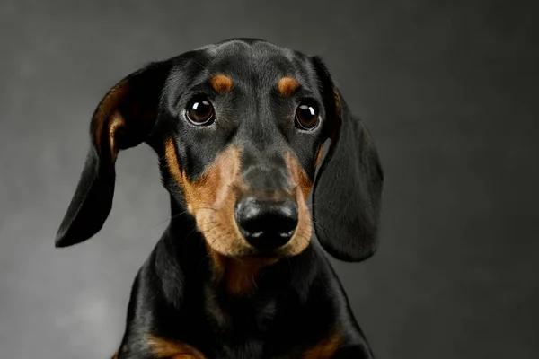 Portrait Adorable Dachshund Looking Curiously Camera — Stock fotografie