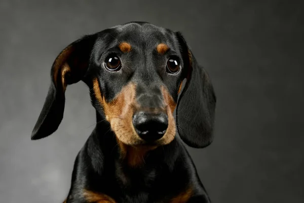 Portrait Adorable Dachshund Looking Curiously Camera — Φωτογραφία Αρχείου