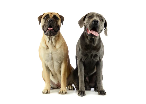 Studio Shot Adorable Bull Mastiff Great Dane Sitting Looking Satisfied — Stok fotoğraf