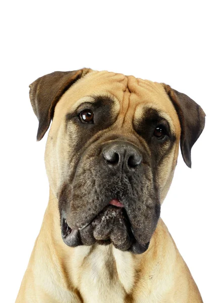 Portrait Adorable Bull Mastiff Looking Sad — Fotografia de Stock