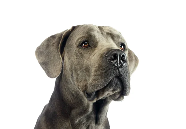 Portrait Adorable Great Dane Looking Curiously — 图库照片