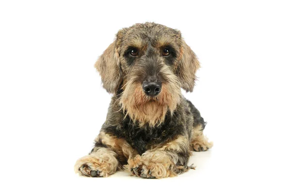 Studio Shot Adorable Dachshund Lying Looking Curiously Camera — Φωτογραφία Αρχείου