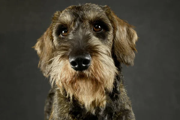 Portrait Adorable Dachshund Looking Curiously Camera — Stockfoto