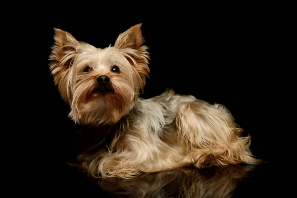 Estúdio Tiro Adorável Yorkshire Terrier Deitado Parecendo Cansado — Fotografia de Stock