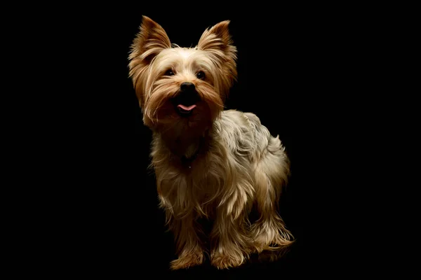 Studioaufnahme Eines Entzückenden Yorkshire Terriers Der Steht Und Zufrieden Aussieht — Stockfoto