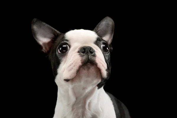 Retrato Adorable Boston Terrier Mirando Hacia Arriba Curiosamente — Foto de Stock