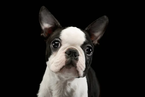Portrait Adorable Boston Terrier Looking Curiously Camera — Stock Photo, Image