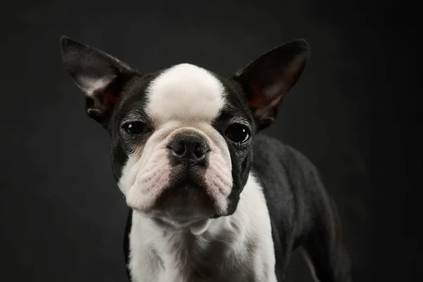 Portrait Adorable Boston Terrier Looking Curiously Camera — Stock Photo, Image