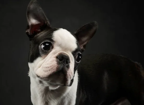 Portrait Adorable Boston Terrier Looking Curiously — Stock Photo, Image