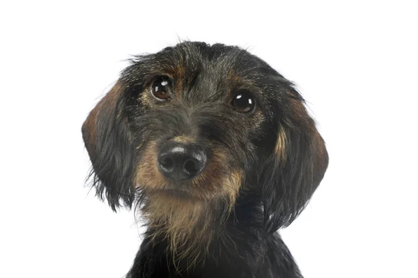 Portrait Adorable Dachshund Looking Curiously Camera — Φωτογραφία Αρχείου