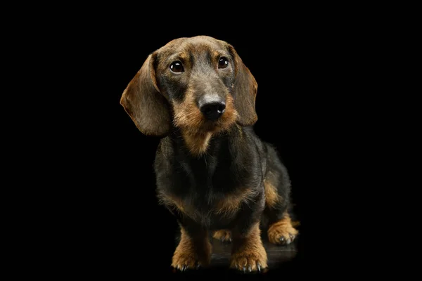 Studio Shot Adorable Dachshund Standing Looking Curiously — Stockfoto