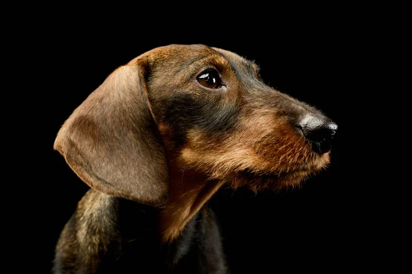 Portretul Unui Dachshund Adorabil Care Arată Curios — Fotografie, imagine de stoc