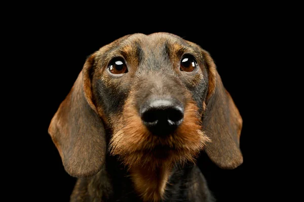 Portrait Adorable Dachshund Looking Curiously Camera — 图库照片