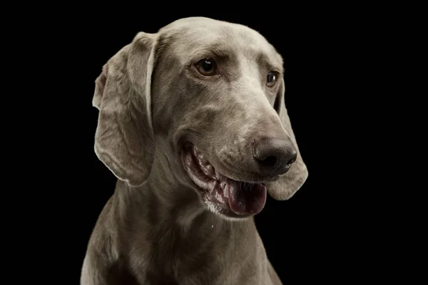 Portrait Adorable Weimaraner Looking Satisfied — Photo