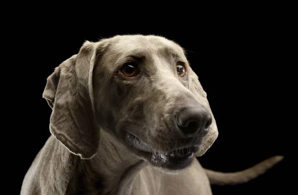 Portrait Adorable Weimaraner Looking Curiously — Stok Foto