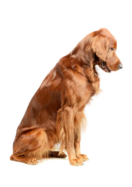 Studio Shot Adorable Irish Setter Sitting Looking Sad — Fotografia de Stock