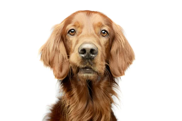 Portrait Adorable Irish Setter Looking Curiously Camera — Stockfoto