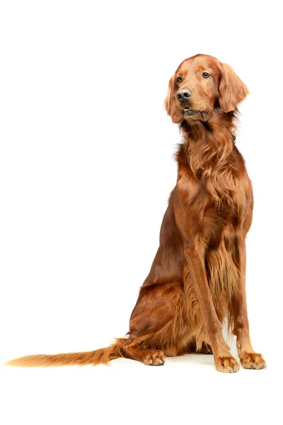 Studio Shot Adorable Irish Setter Sitting Looking Curiously — Φωτογραφία Αρχείου