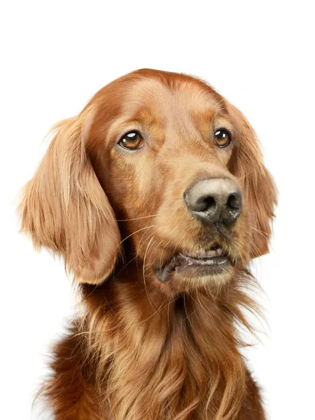 Retrato Adorable Setter Irlandés Mirando Curiosamente — Foto de Stock