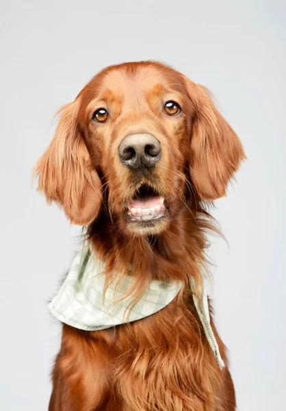 Portrait Adorable Irish Setter Looking Satisfied — Zdjęcie stockowe