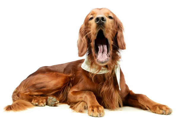 Studio Shot Adorable Irish Setter Lying Yawning — Stockfoto