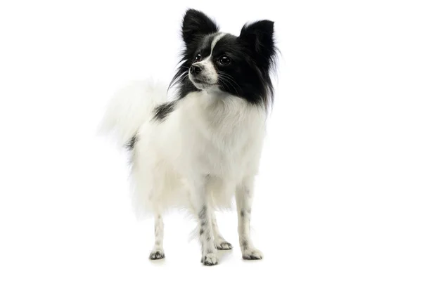 Studio Shot Adorable Papillon Standing Looking Curiously — 스톡 사진