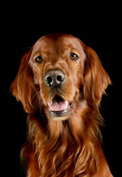 Portrait Adorable Irish Setter Looking Satisfied — 图库照片