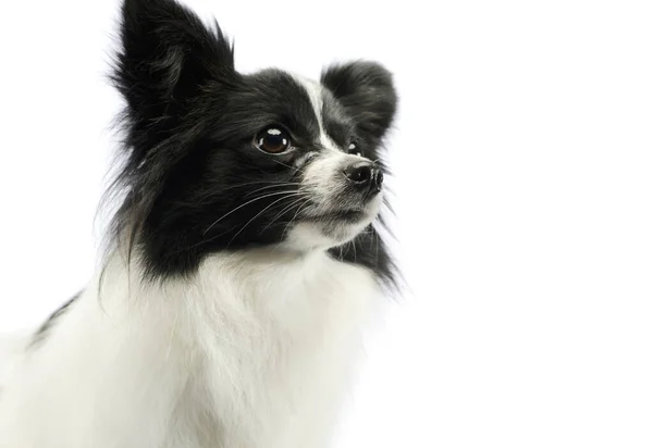 Portrait Adorable Papillon Looking Curiously — 스톡 사진