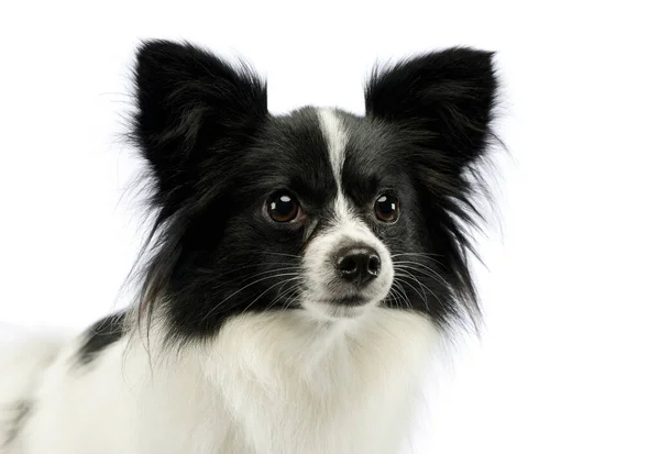 Portrait Adorable Papillon Looking Curiously — Stok fotoğraf