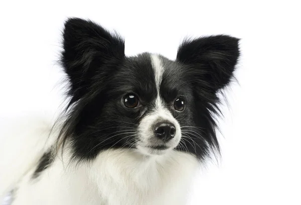 Portrait Adorable Papillon Looking Curiously — 스톡 사진