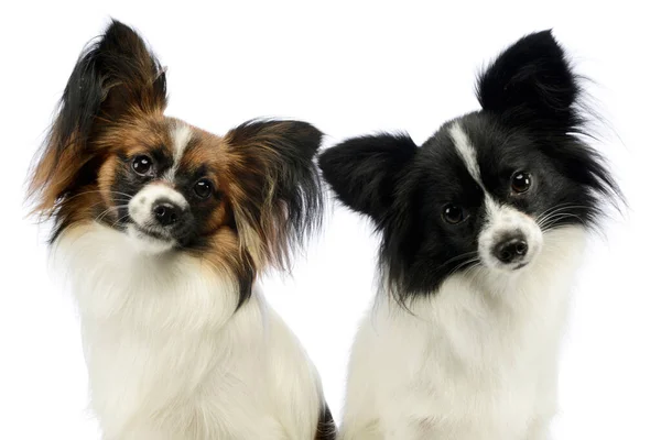 Portrait Two Adorable Papillons Looking Curiously Camera — Fotografia de Stock