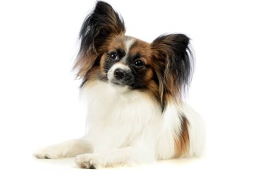 Studio shot of an adorable papillon lying and looking curiously at the camera