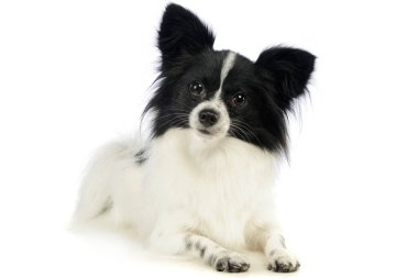 Studio shot of an adorable papillon lying and looking curiously at the camera