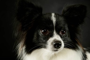 Portrait of an adorable papillon looking curiously