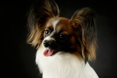 Portrait of an adorable papillon looking satisfied