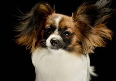 Portrait of an adorable papillon looking curiously at the camera