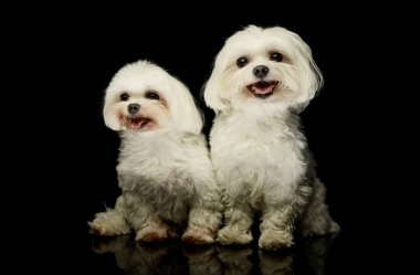 Studio shot of two adorable Malteses looking satisfied