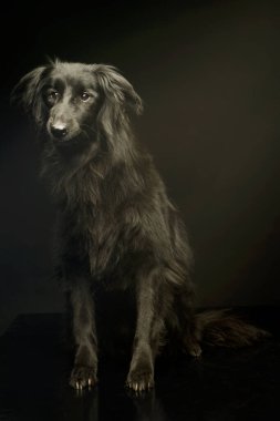 Melez bir köpeğin oturduğu ve tuhaf bir şekilde baktığı bir stüdyo resmi.