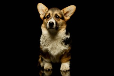 Studio shot of an adorable corgie standing and looking curiously at the camera