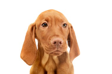 Üzgün görünen sevimli bir Macar Vizsla köpeğinin portresi.