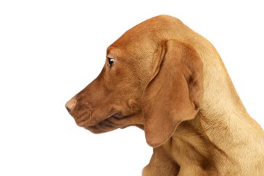 Portrait of a lovely magyar vizsla puppy  looking curiously 