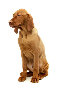 Güzel bir Macar Vizsla köpeğinin stüdyo fotoğrafı. Oturmuş ve yorgun görünüyor.