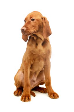 Studio shot of a lovely magyar vizsla puppy  sitting and looking sad
