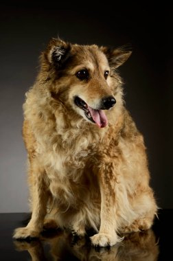 Studio shot of an adorable mixed breed dog sitting with hanging tongue