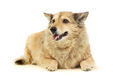 Sevimli bir melez köpeğin atölye çekimi. Yalan söylüyor ve tatmin olmuş görünüyor.