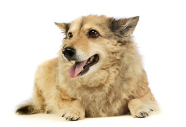 Sevimli bir melez köpeğin atölye çekimi. Yalan söylüyor ve tatmin olmuş görünüyor.