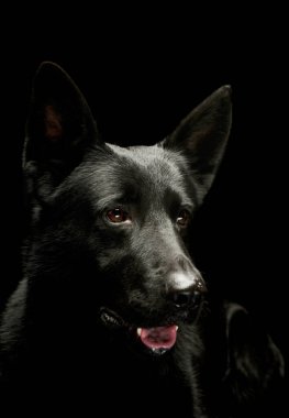 Portrait of a lovely shepherd dog looking satisfied