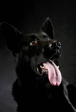 Portrait of a lovely shepherd dog on dark background with hanging tongue