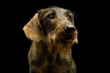 Portrait of an adorable Dachshund looking curiously out of the picture